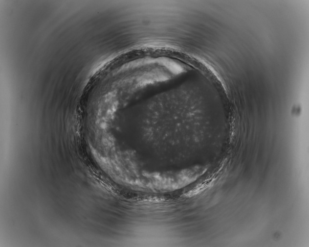 X0000098010823200804181132