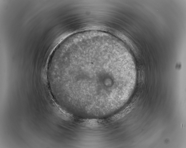 X0000098010828200804181133