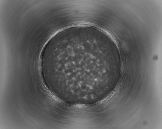 X0000098010835200804181133