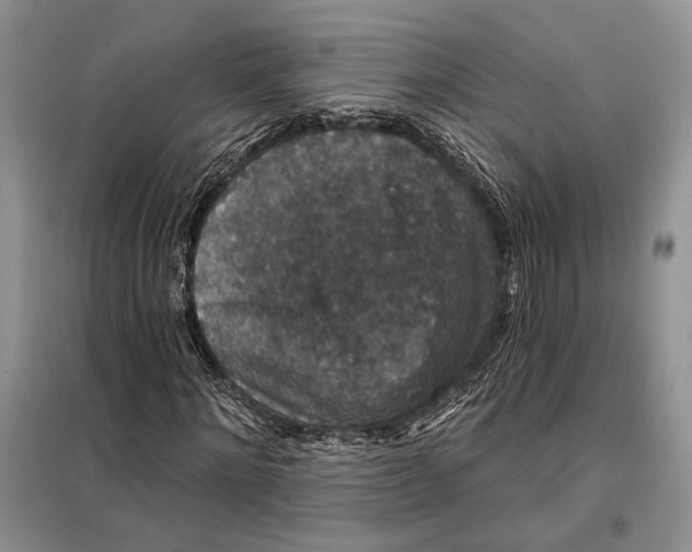 X0000098010868200804181132