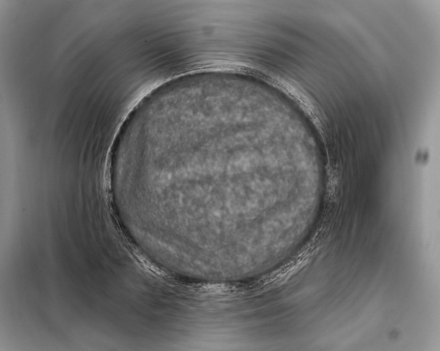 X0000098010883200804181132