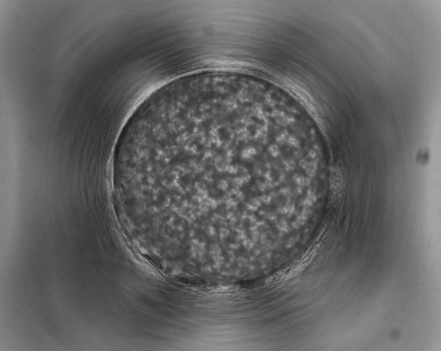 X0000098010891200804181132