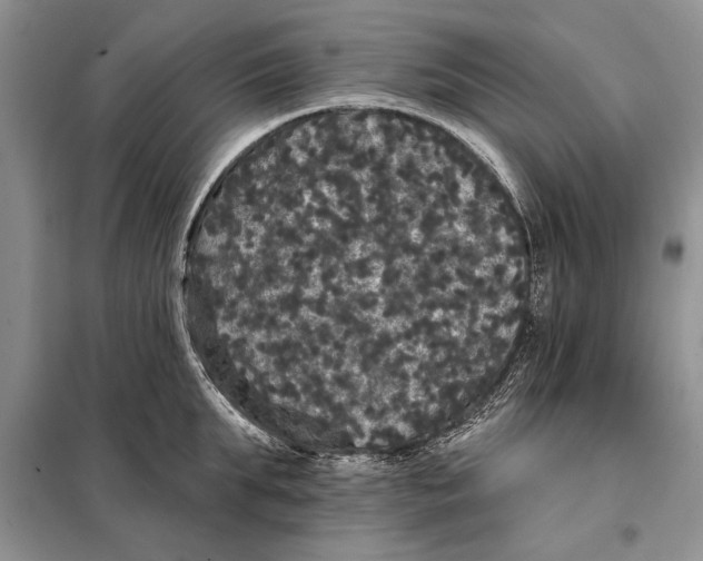 X0000098010903200804181132