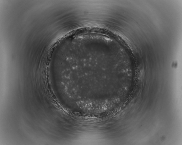 X0000098010919200804181131