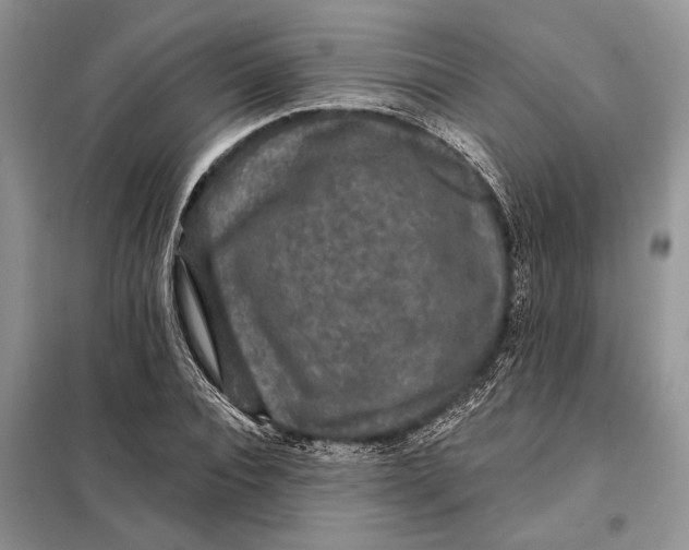 X0000098010928200804181131