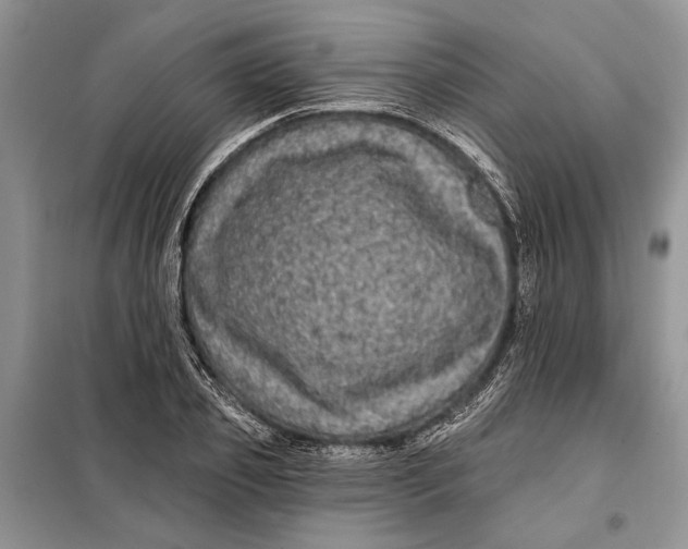 X0000098010933200804181131