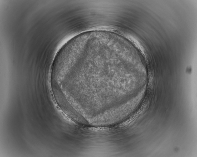 X0000098010952200804181131