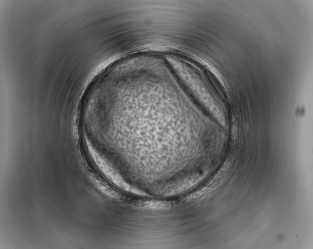 X0000098011026200804181129