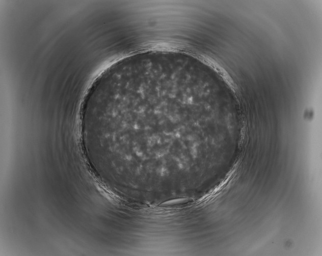 X0000098011027200804181129