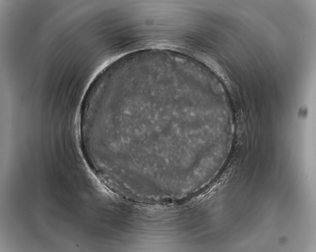 X0000098011032200804181129