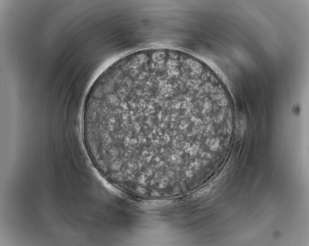 X0000098011294200804181125