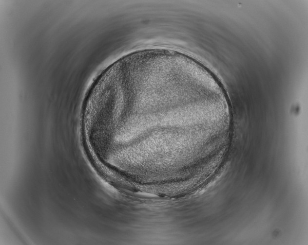 X0000098011525200804181121