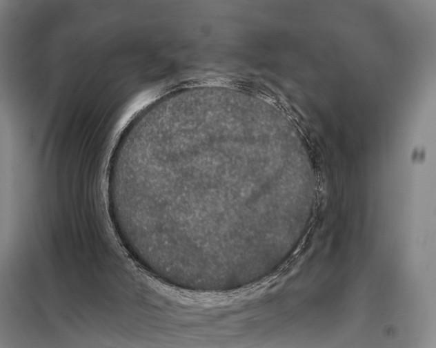 X0000098010006200804251125