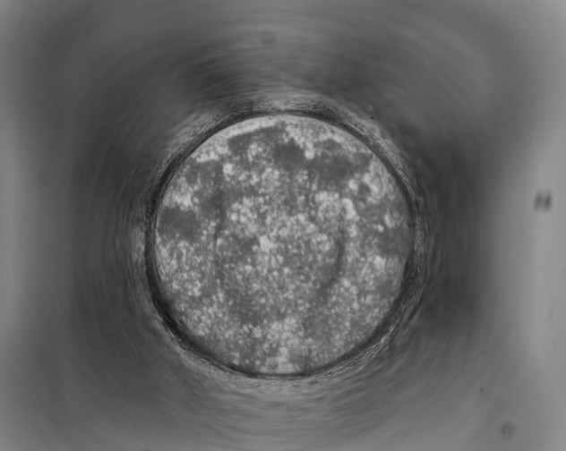 X0000098010010200804251125
