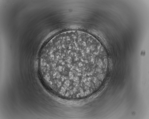X0000098010016200804251125