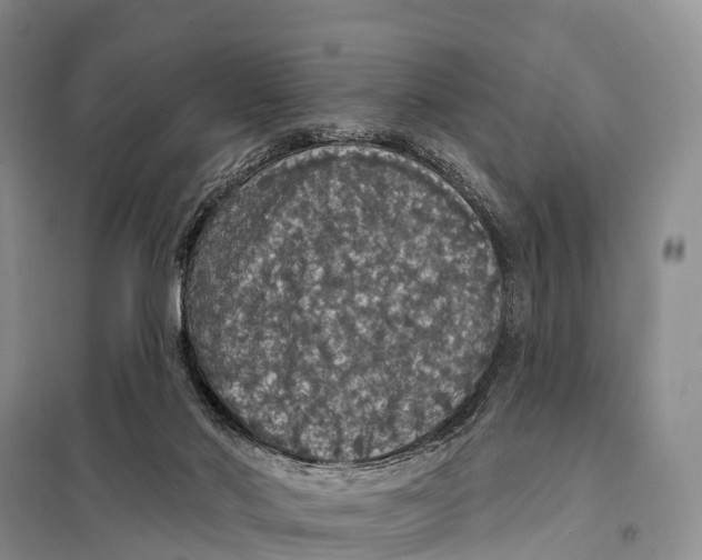 X0000098010022200804251124