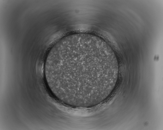 X0000098010024200804251124
