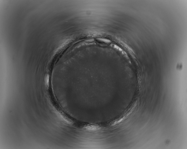X0000098010067200804251124
