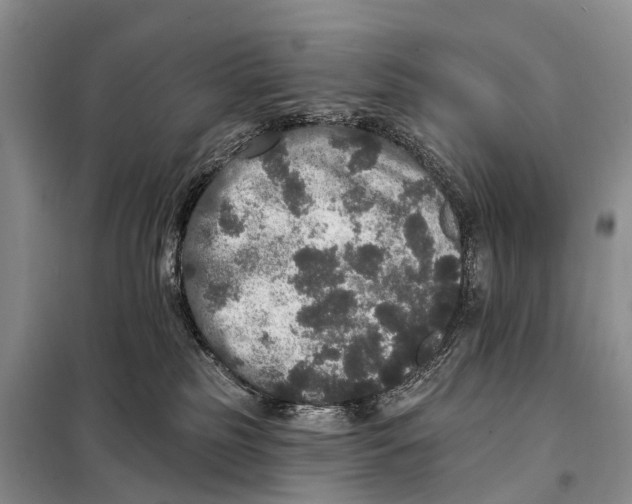 X0000098010185200804251123