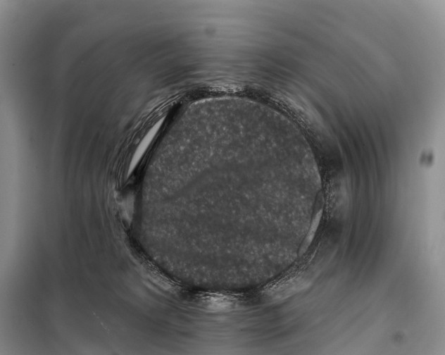 X0000098010229200804251121