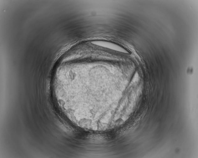 X0000098010299200804251120