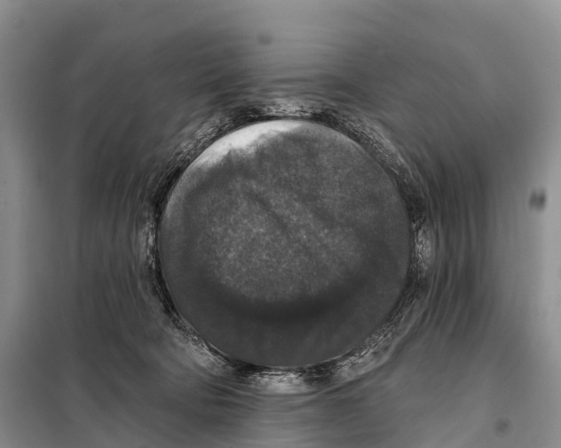 X0000098010322200804251120