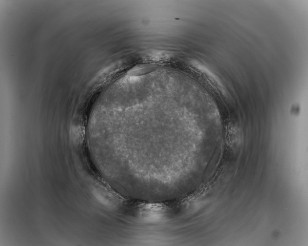 X0000098010324200804251120