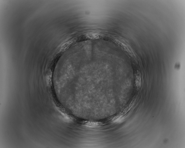 X0000098010332200804251120