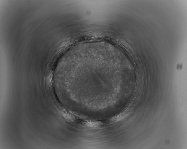 X0000098010336200804251120