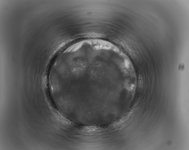 X0000098010351200804251119