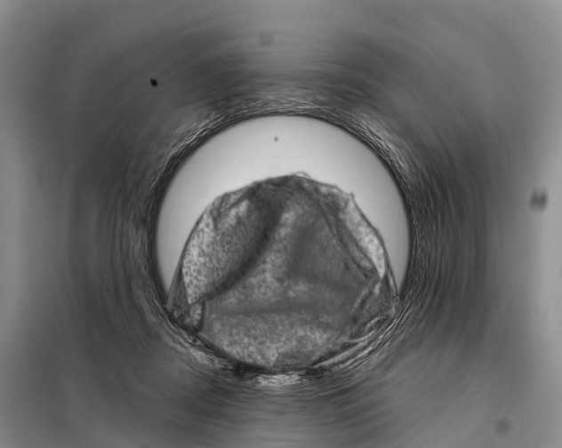 X0000098010362200804251120