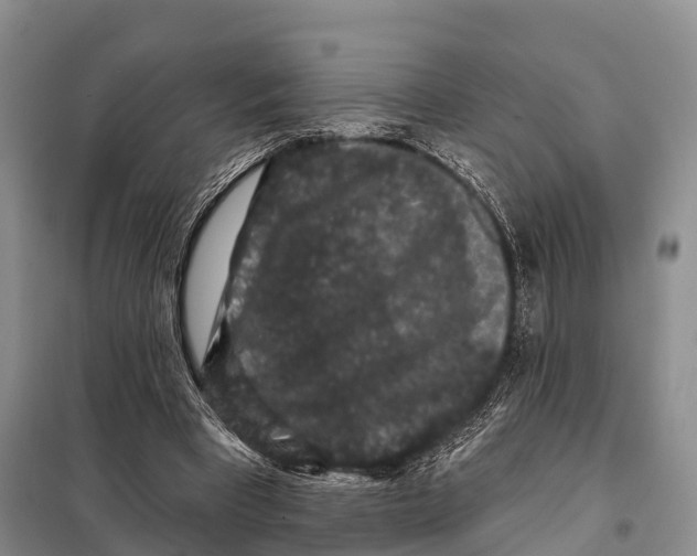 X0000098010393200804251119