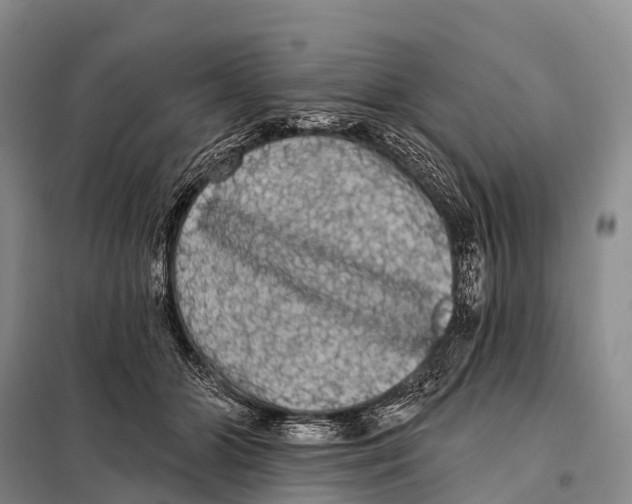 X0000098010510200804251117