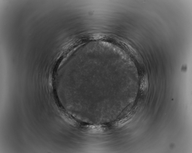 X0000098010524200804251117