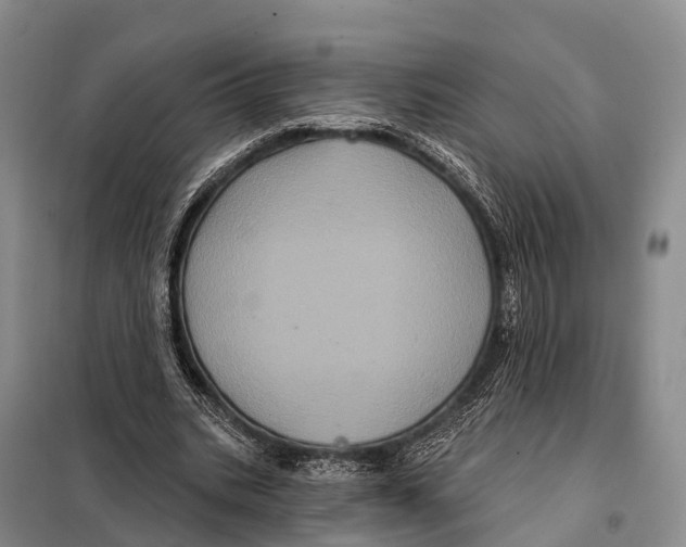 X0000098010535200804251116