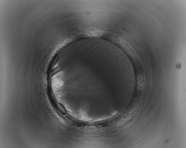 X0000098010634200804251115