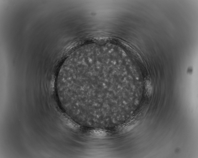 X0000098010668200804251116