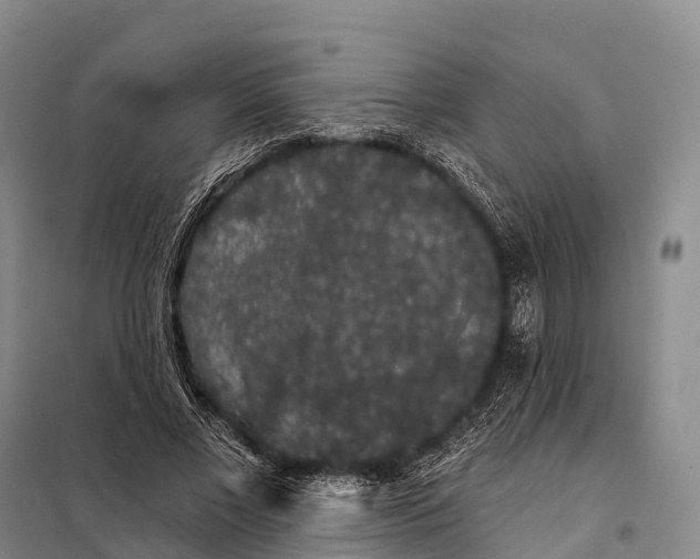 X0000098010685200804251115