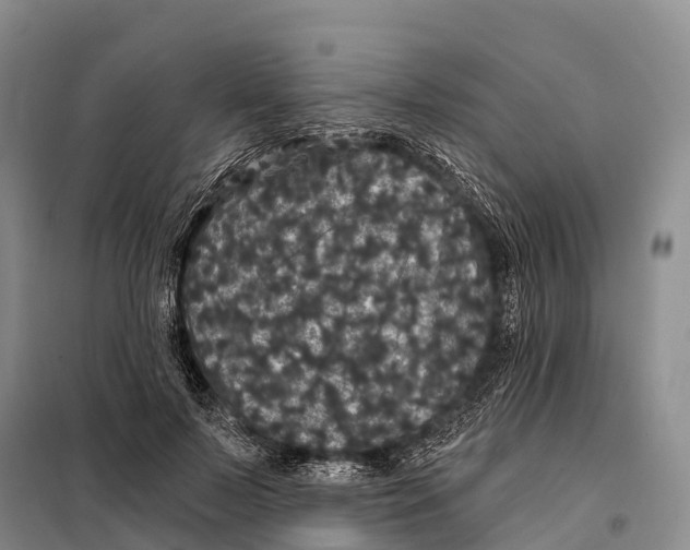 X0000098010695200804251115