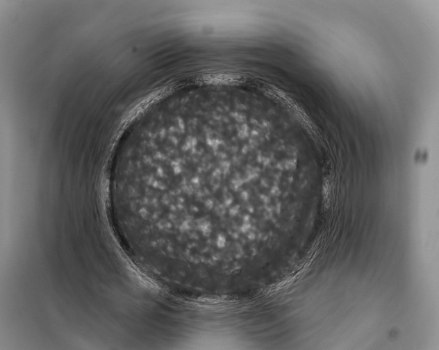 X0000098010725200804251114