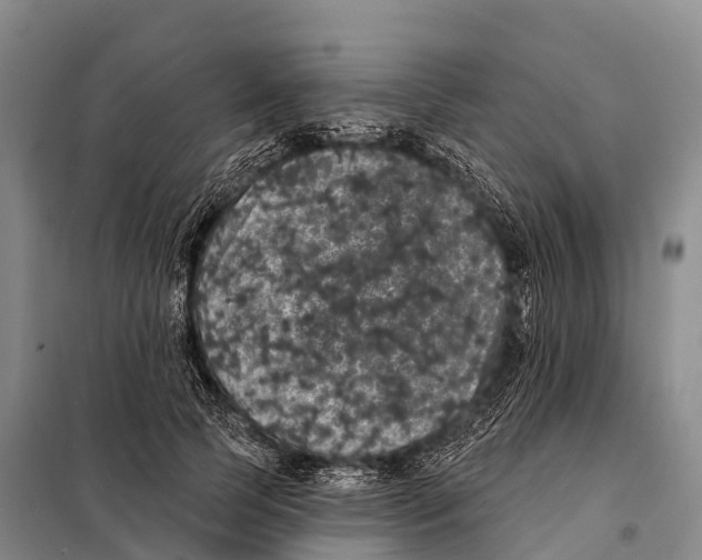 X0000098010745200804251114