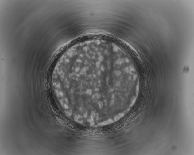 X0000098010775200804251113