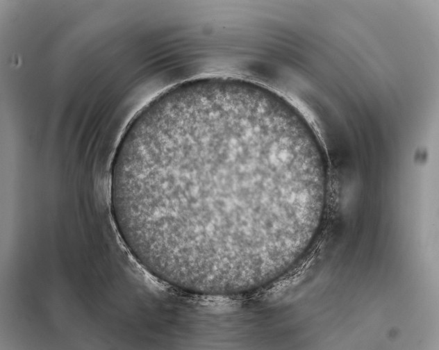 X0000098010807200804251113