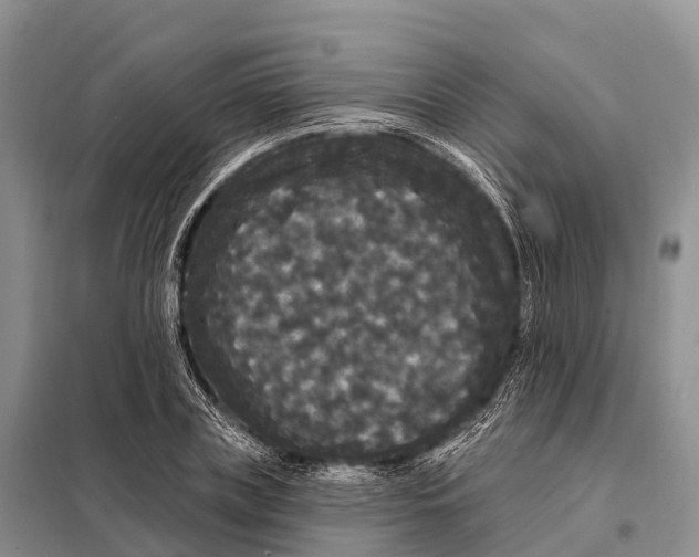 X0000098010835200804251112