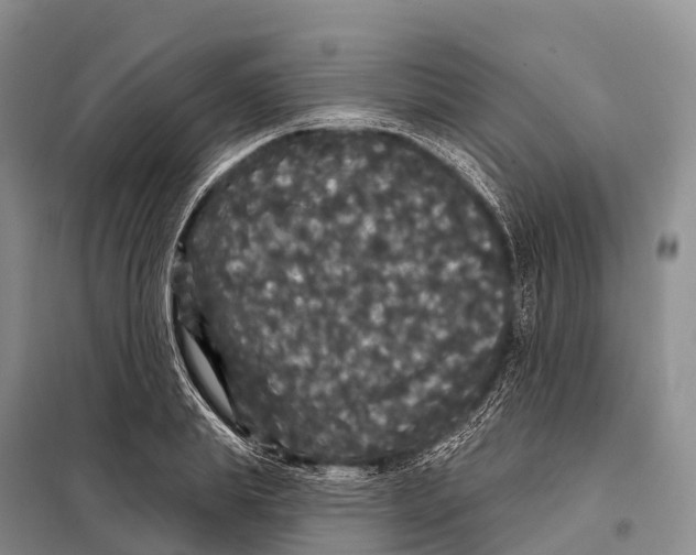 X0000098010839200804251112