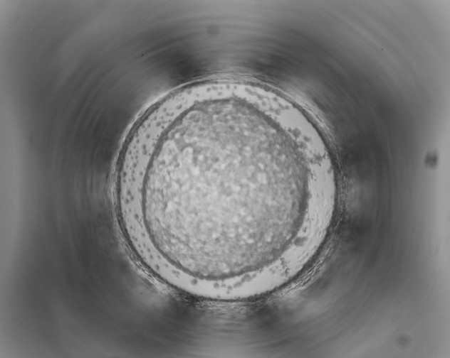 X0000098010856200804251113