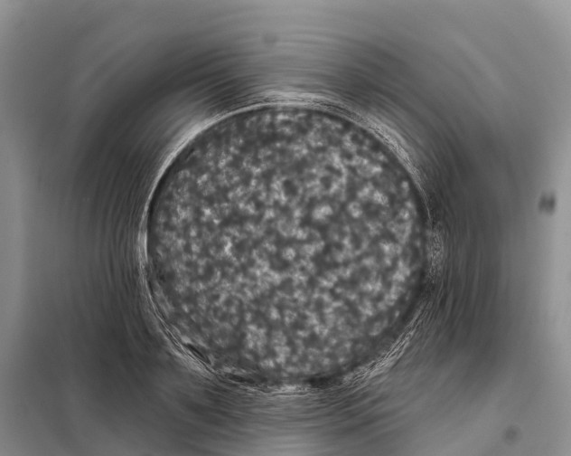 X0000098010891200804251112