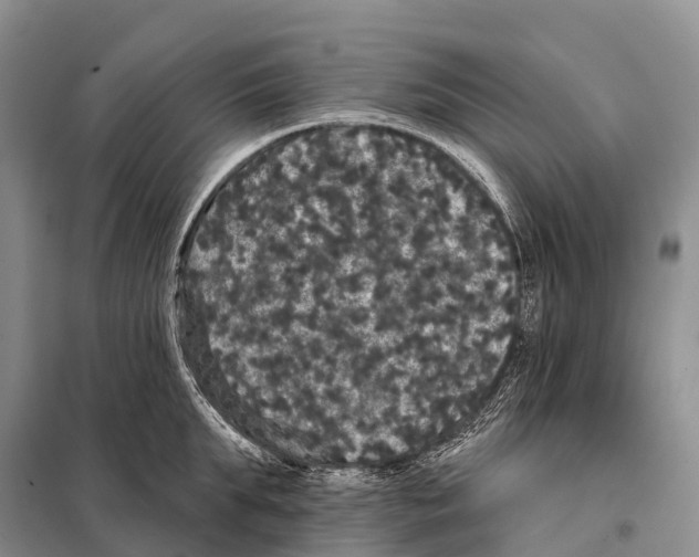 X0000098010903200804251111