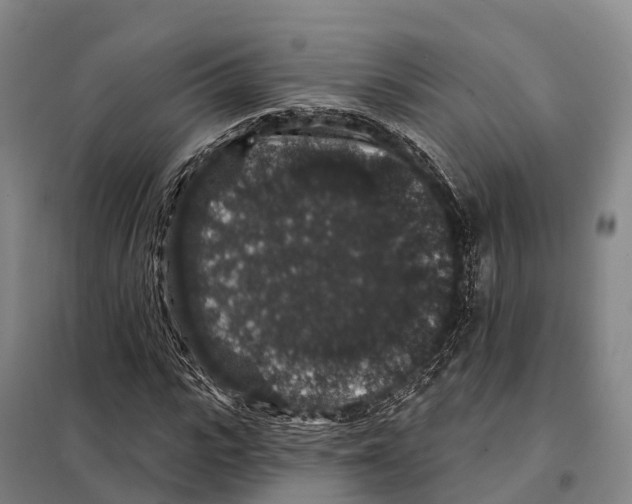 X0000098010919200804251111