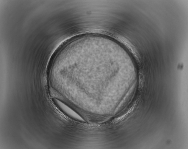 X0000098010924200804251111